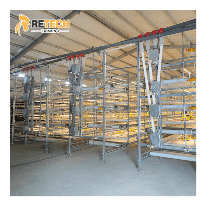 Farming Africa - Hot Selling Automatic Chicken Poultry Farm