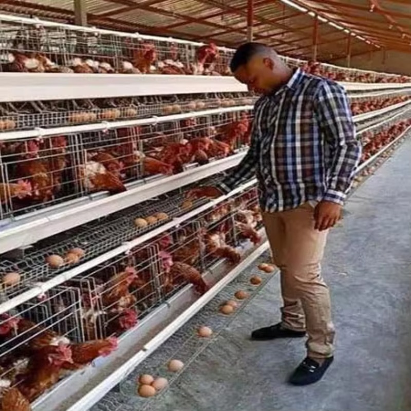 Cheap Price Poultry Farm 10000 - Farming Africa review and price