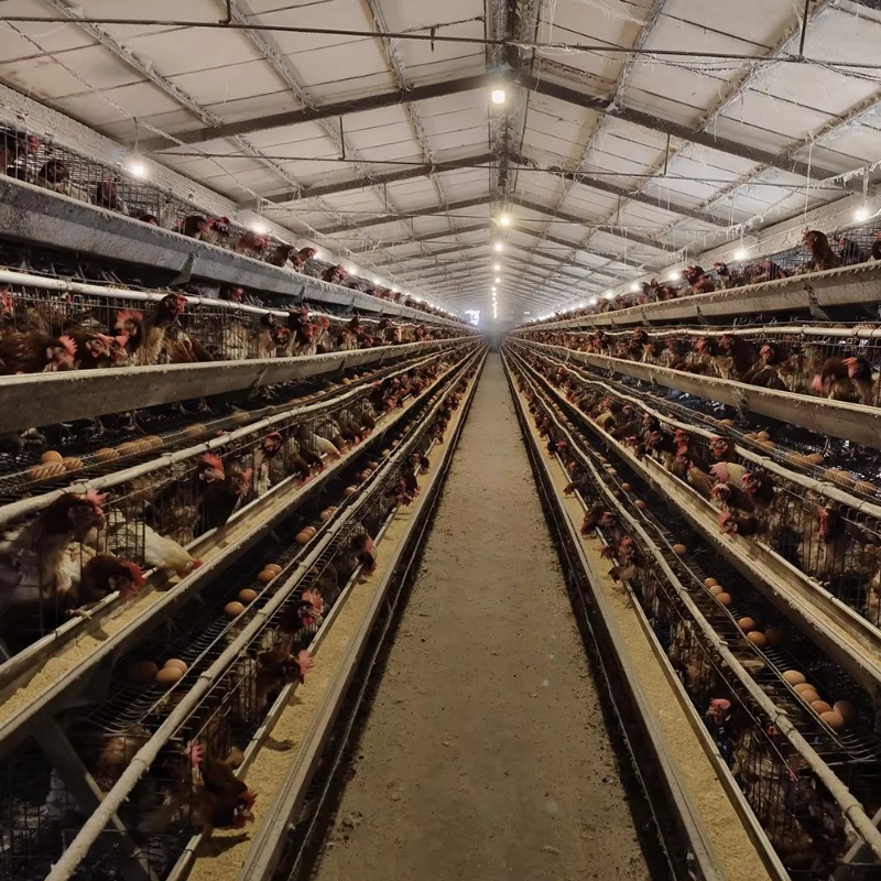 Cheap Price Poultry Farm 10000 - Farming Africa review and price