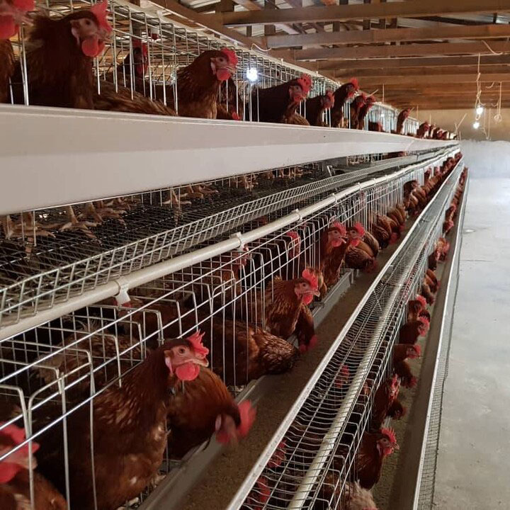 Cheap Price Poultry Farm 10000 - Farming Africa review and price