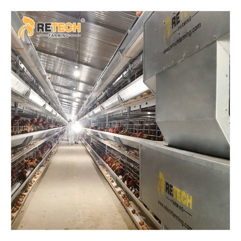 Automatic H Type Layer Cage So - Farming Africa review and price