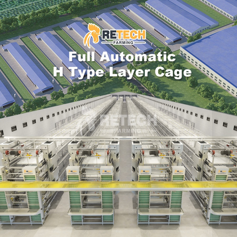 Automatic H Type Layer Cage So - Farming Africa review and price