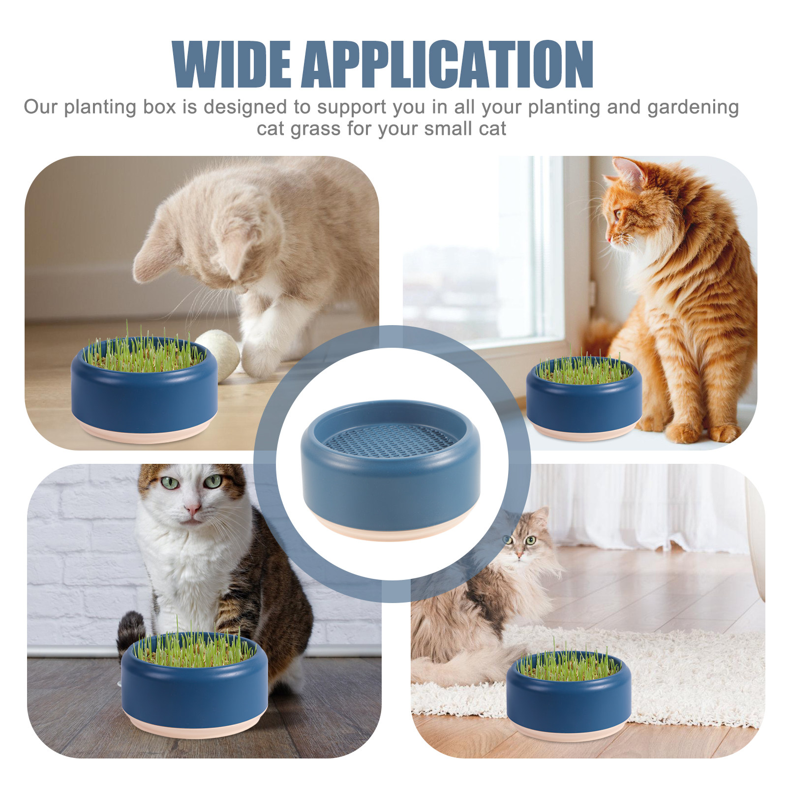 Soilless Cat Grass Planting Bo - Seed Planter review and price