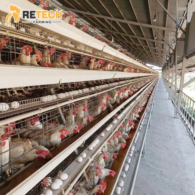 Automatic A Type Layer Chicken - Farming Africa review and price