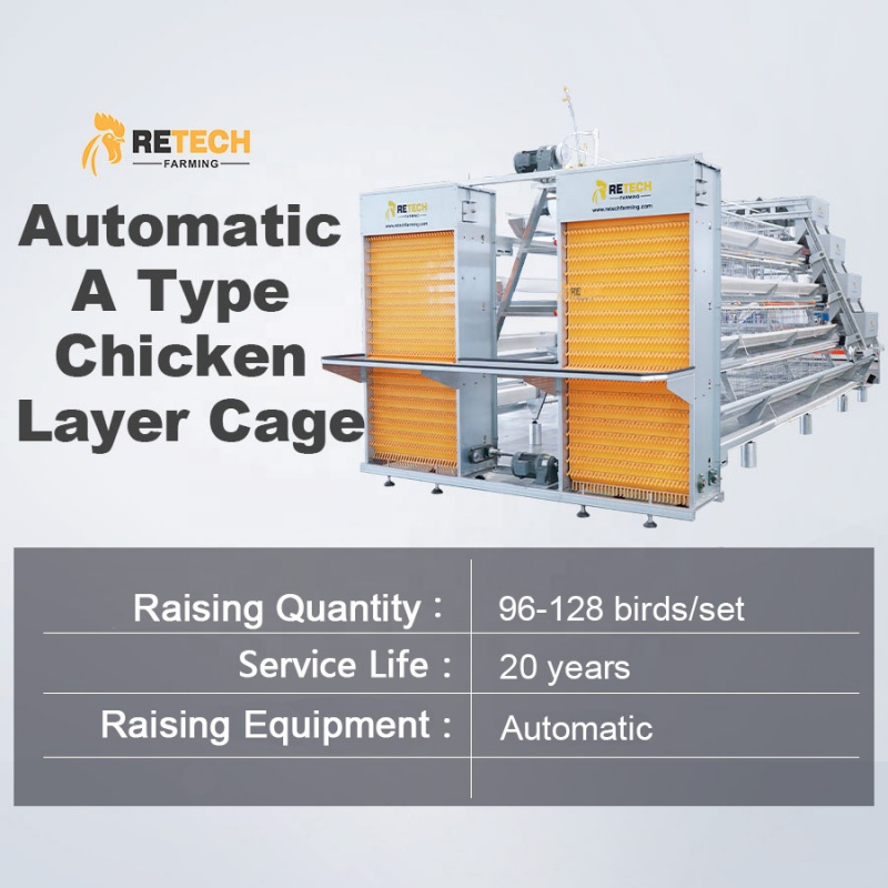 Automatic A Type Layer Chicken - Farming Africa review and price