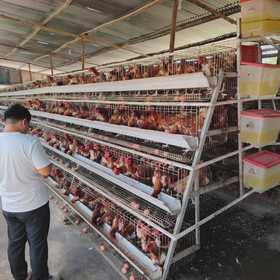 Poultry Farm 10000 Birds Layer - Farming Africa review and price