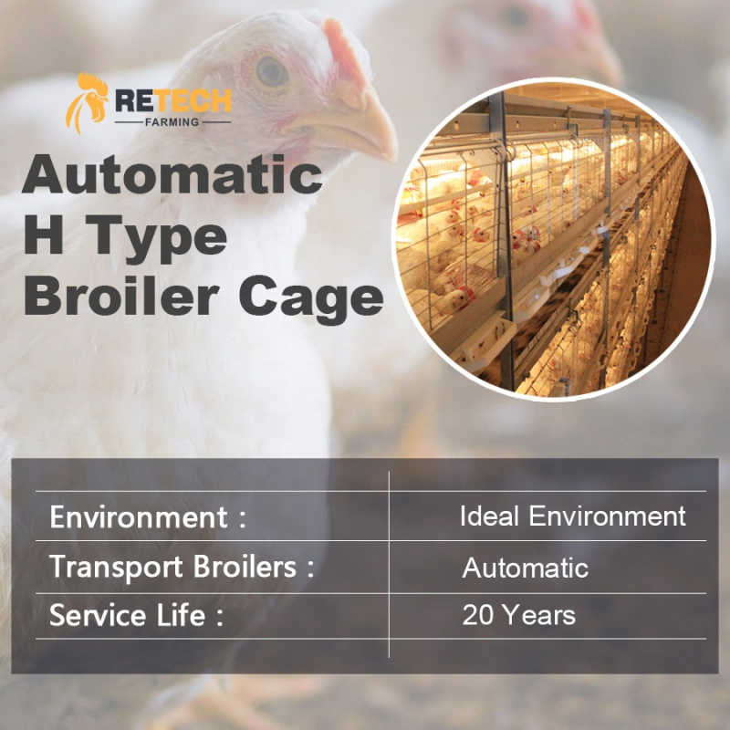 Hot Selling Automatic Chicken  - Farming Africa review and price