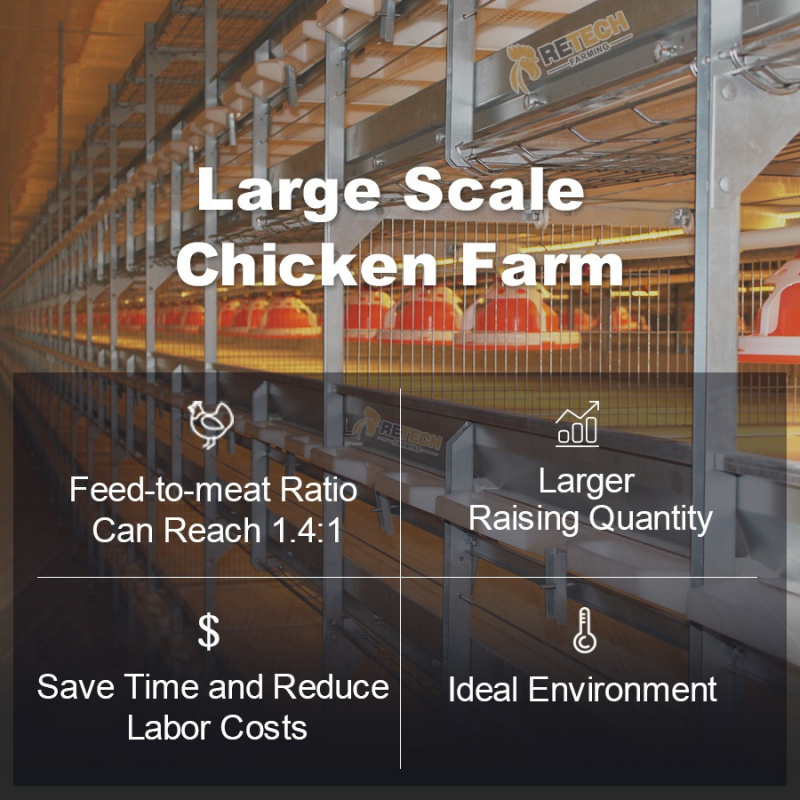 Hot Selling Automatic Chicken  - Farming Africa review and price